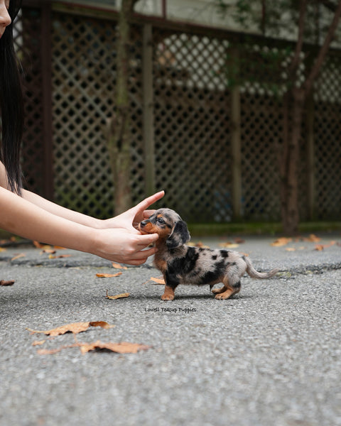 Mini Dachshund Male [Blair]