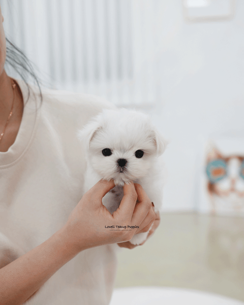 Teacup Maltese Female [Zara]