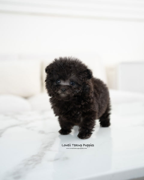 Teacup Poodle Female [Riley]