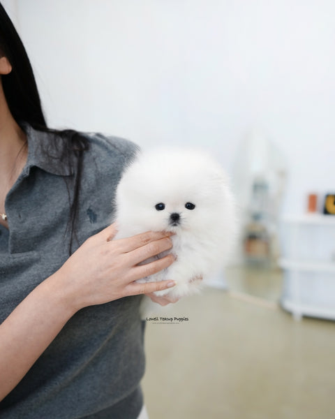 Teacup Pomeranian Male [Buster]