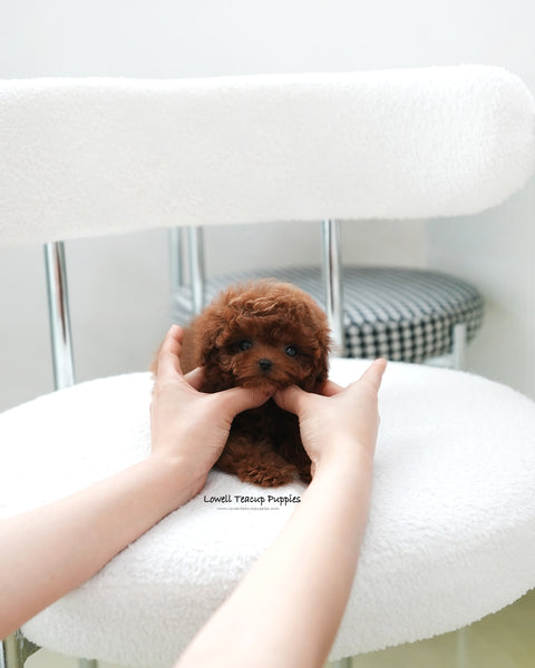 Teacup Poodle Female [Cindy]