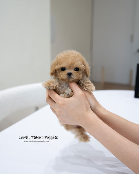 Teacup Poodle Male [Jace]