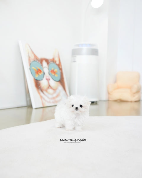Teacup Maltese Male [Daon]