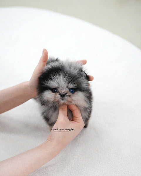 Teacup Pomeranian Male [Felix]