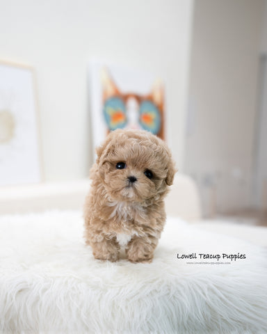 Teacup Maltipoo Female [Muffin]