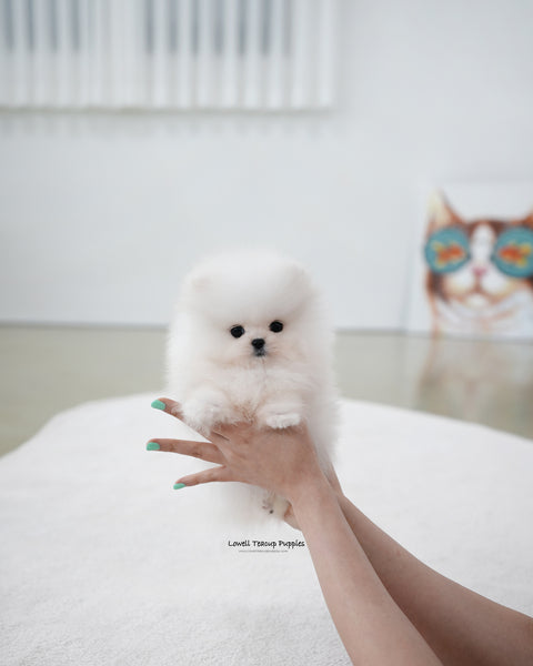 Teacup Pomeranian Male [Loyal]