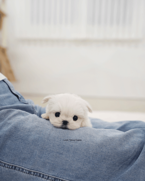 Teacup Maltese Male [Tayo]