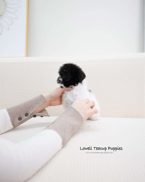 Teacup Poodle Male [Zaid]