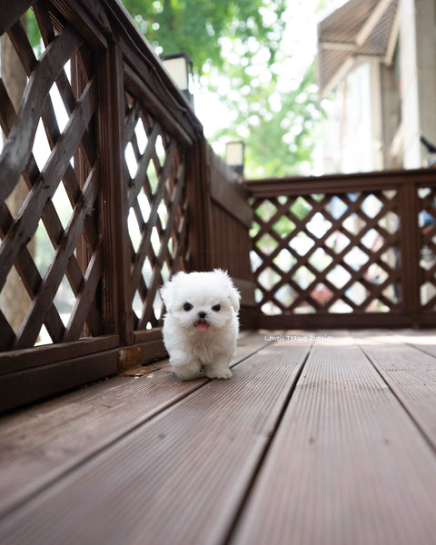 Teacup Maltese Male [Asher]