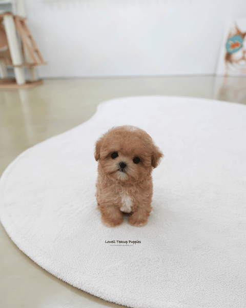 Teacup Maltipoo Male [Holly]