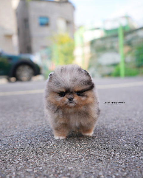 Teacup Pomeranian Male [Luc]