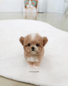 Teacup Poodle Male [Tory]