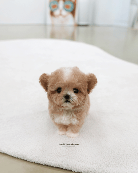 Teacup Poodle Male [Tory]