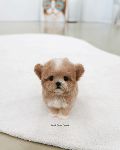 Teacup Poodle Male [Tory]