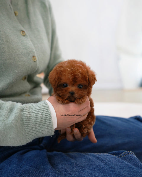 Teacup Maltipoo Male [Jovi]