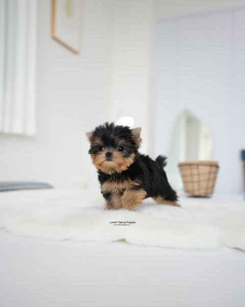 Teacup Yorkie Female [Betty]