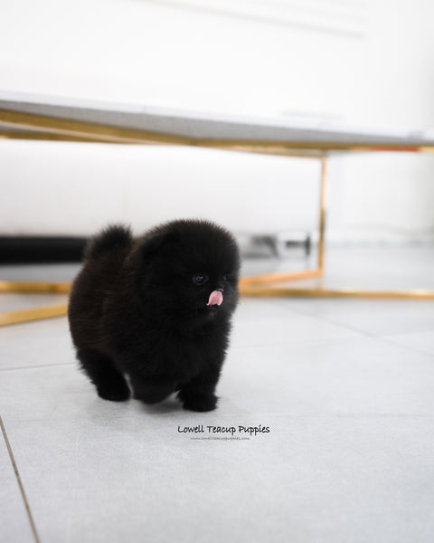 Teacup Pomeranian Female [Margo]