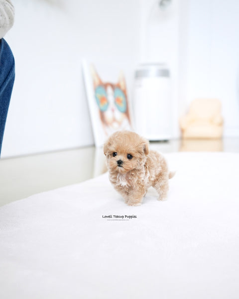 Teacup Maltipoo Female [Della]