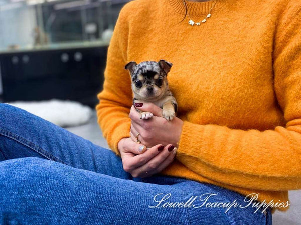 Teacup Chihuahua Male [Aventador] - Lowell Teacup Puppies inc