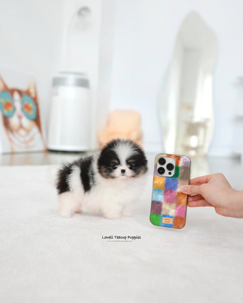 Teacup Pomeranian Female [Sage]