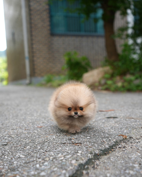 Teacup Pomeranian Male [Berry]