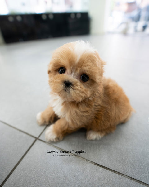 Teacup Maltipoo Male [Eden]