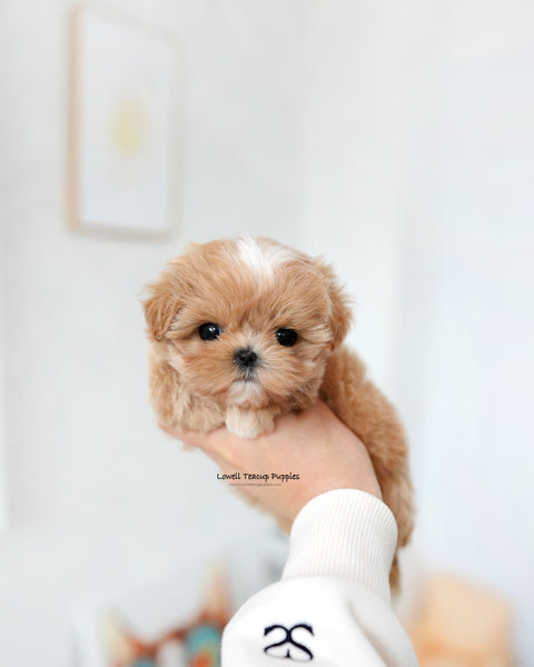 Teacup Maltipoo Female [Tia]