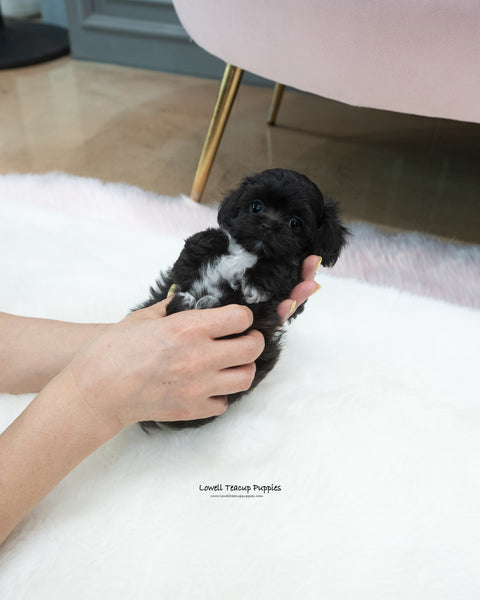 Teacup Maltipoo Female [Buddy]