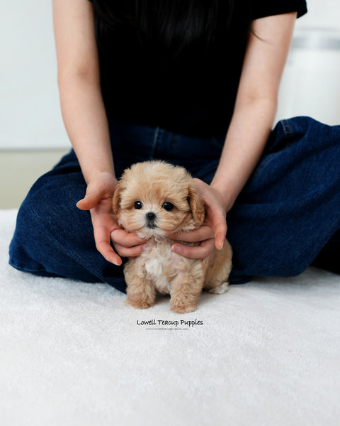 Teacup Maltipoo Male [Orion]