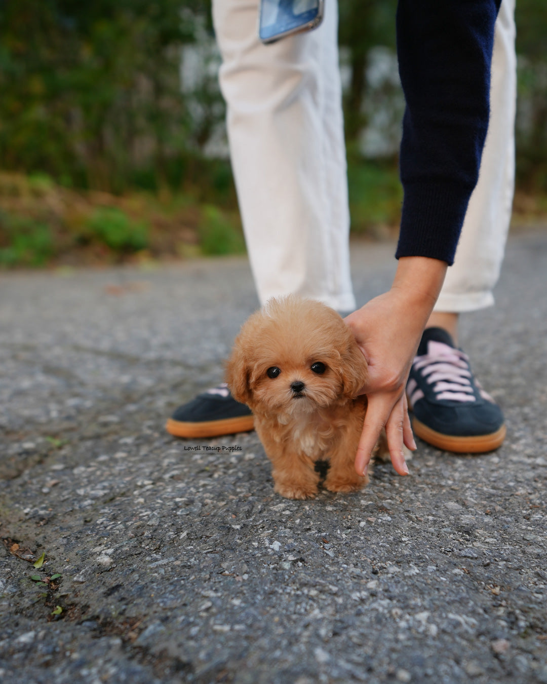 Teacup Poodle Male [Bobo]
