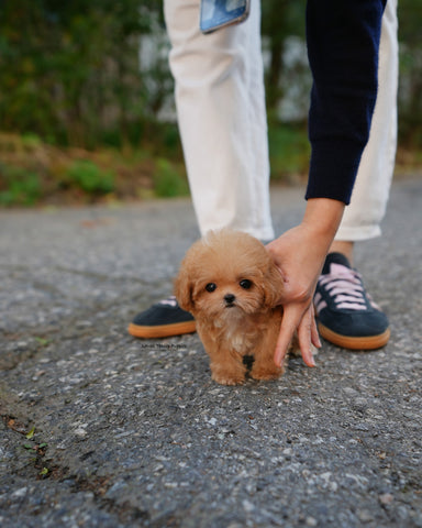 Teacup Poodle Male [Bobo]