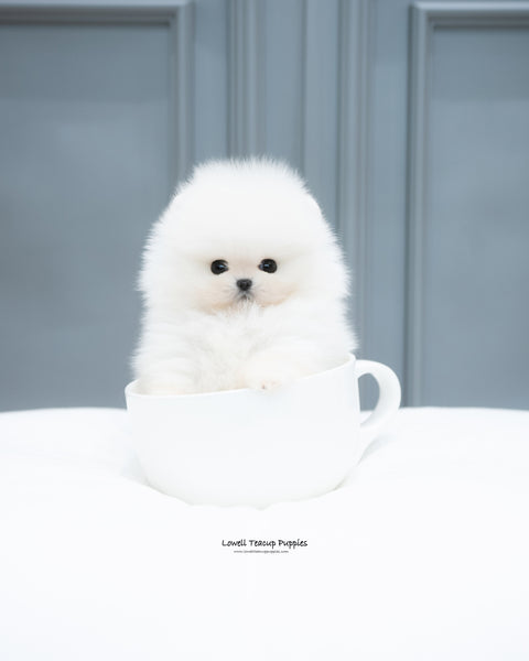 Teacup Pomeranian Male [Mickey]