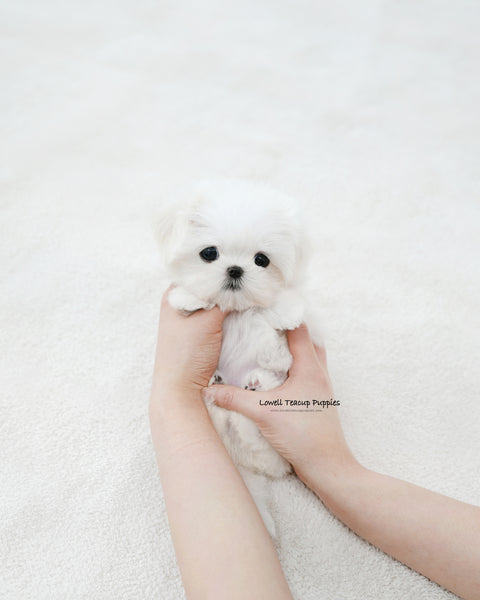 Teacup Maltese Female [Sunny]