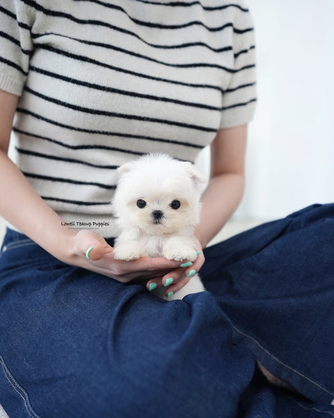 Teacup Maltese Male [Genie]