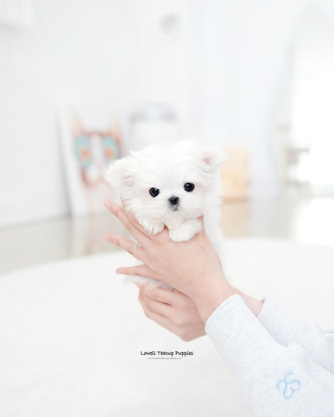 Teacup Maltese Male [Dory]