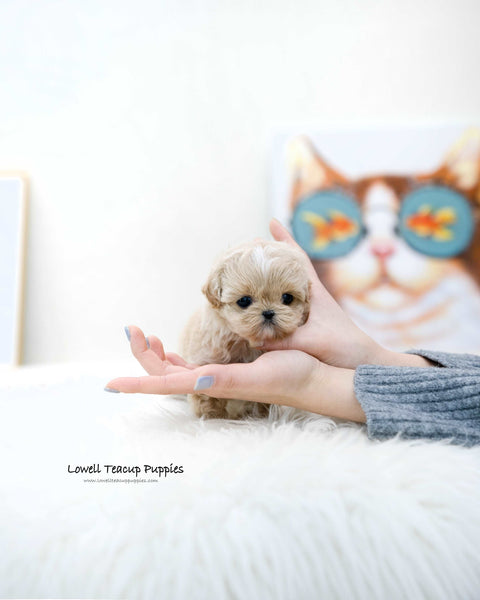 Teacup Maltipoo Male [Ronnie]