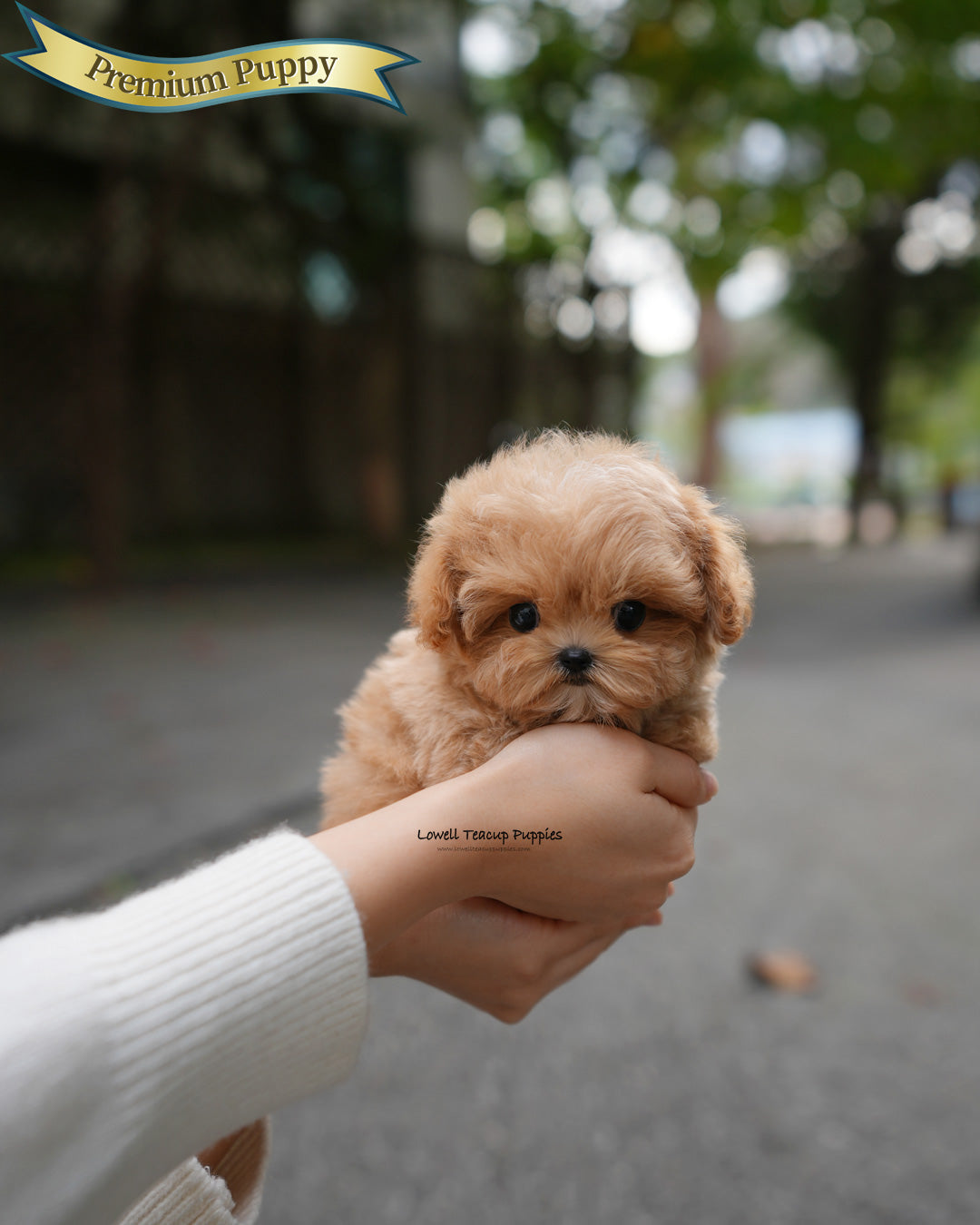 Teacup Maltipoo Female [Lani]