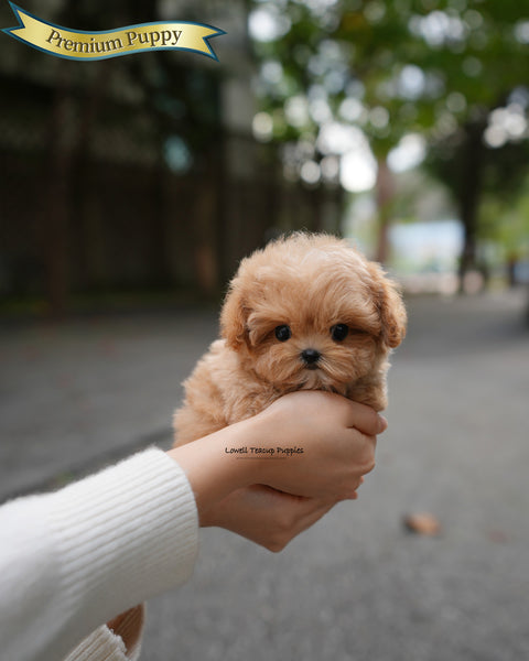 Teacup Maltipoo Female [Lani]