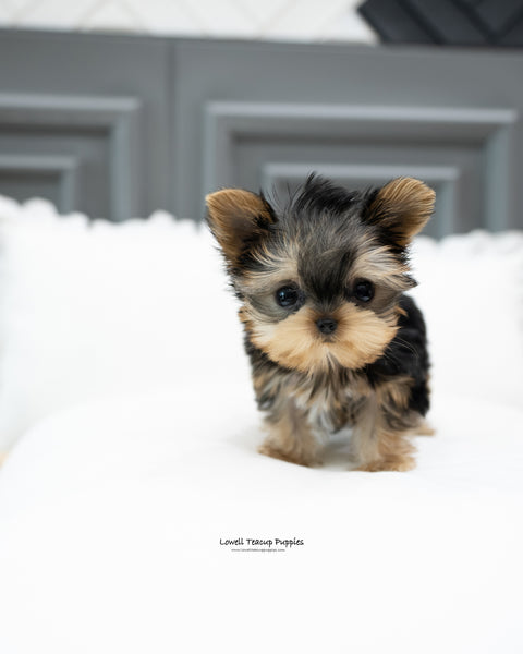 Teacup Yorkie Male [Bailey]