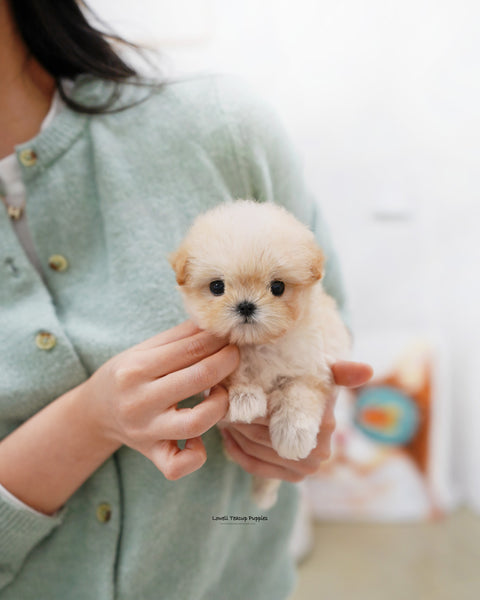 Teacup Maltipoo Female [Bunny]