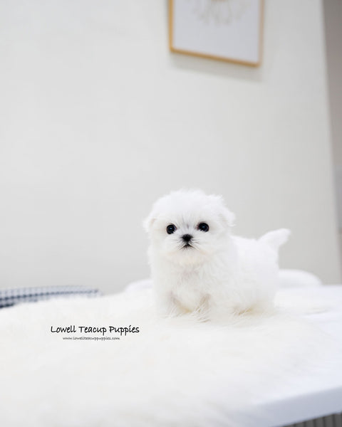 Teacup Maltese Male [Lucky]
