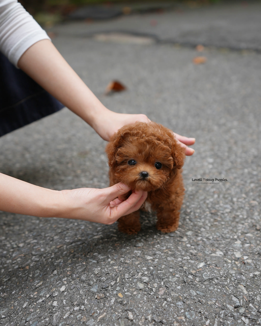 Dog with Puppies – Interactive Plush Toy with Zipper – Teddykompaniet, image size:1080x1350