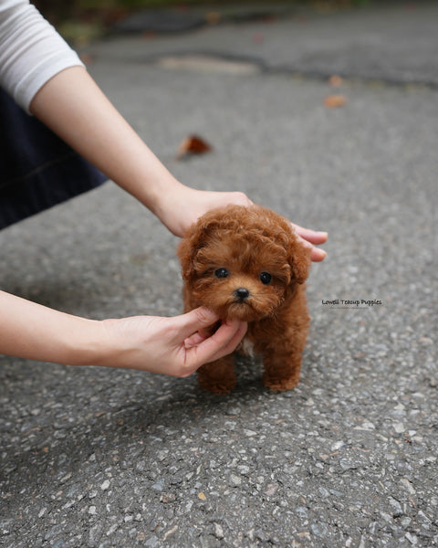 Teacup Poodle Male [Dan]