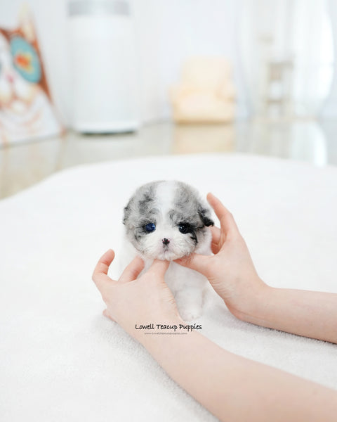 Teacup Maltipoo Female [Chloe]