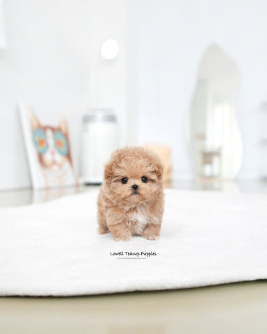 Teacup Maltipoo Male [Paco]