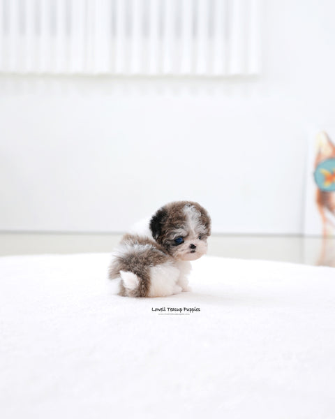 Teacup Maltipoo Female [Mira]