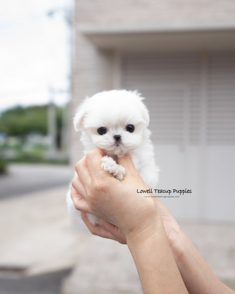 Teacup Maltese Male [Tayo]