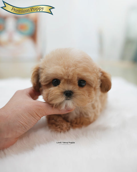 Teacup Maltipoo Male [Isaac]