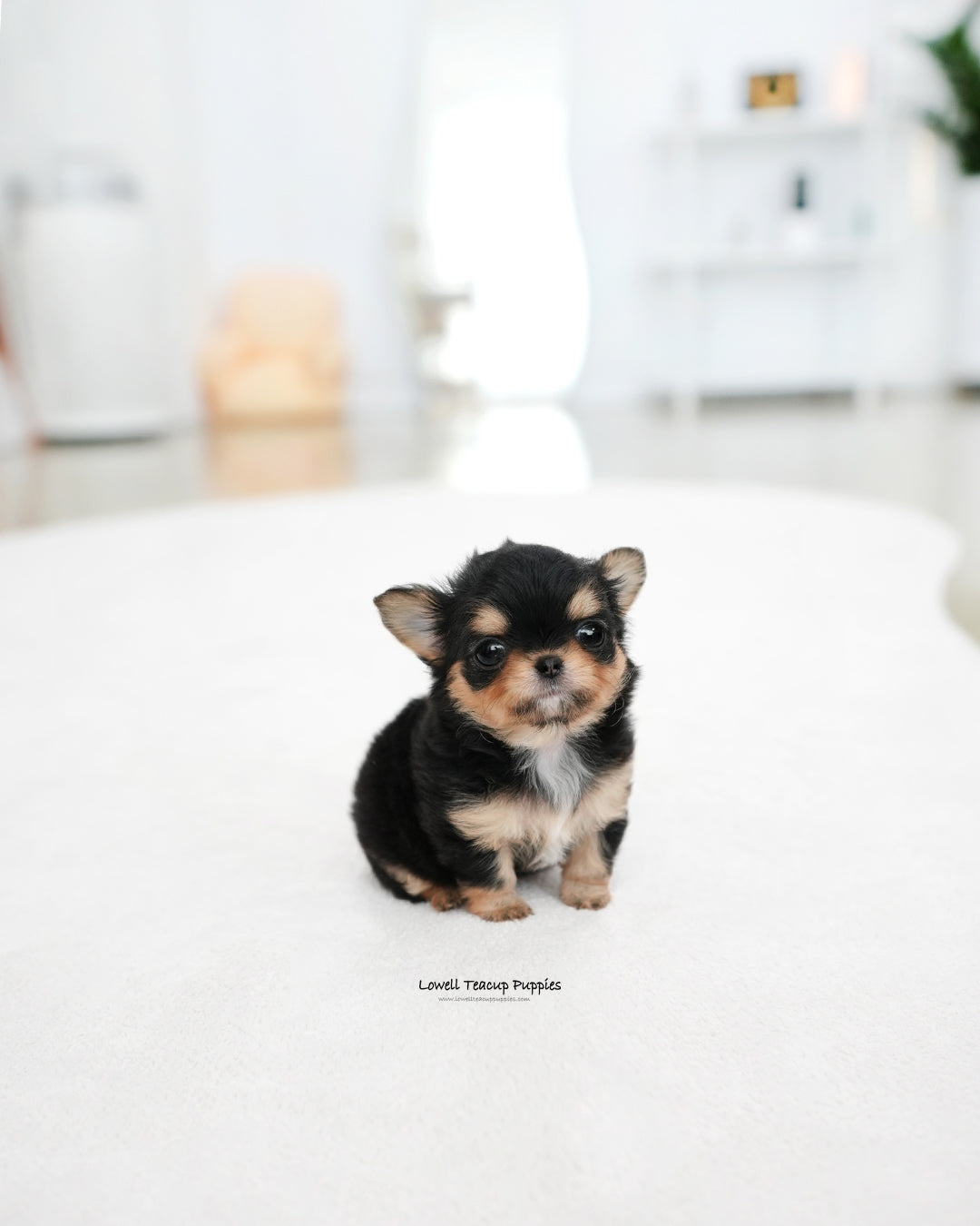 Teacup long hair Chihuahua Female [Kiel]