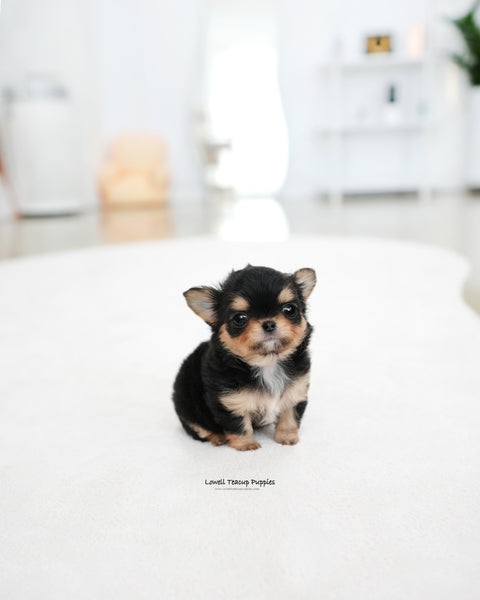 Teacup long hair Chihuahua Female [Kiel]